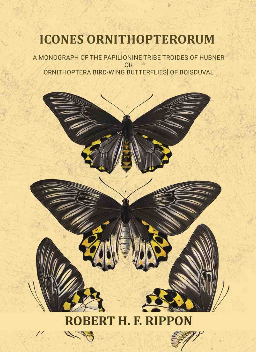 Icones ornithopterorum a monograph of the Papilionine tribe Troides of Hubner or Ornithoptera [bird-wing butterflies] of Boisduval (Vol. 1st) - Gyan Books | Grocsy