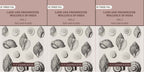 Land and fresh water Mollusca of India: Including South Arabia, Baluchistan, Afghanistan, Kashmir (3 Vols. Set (Text and Plates)) - Gyan Books | Grocsy
