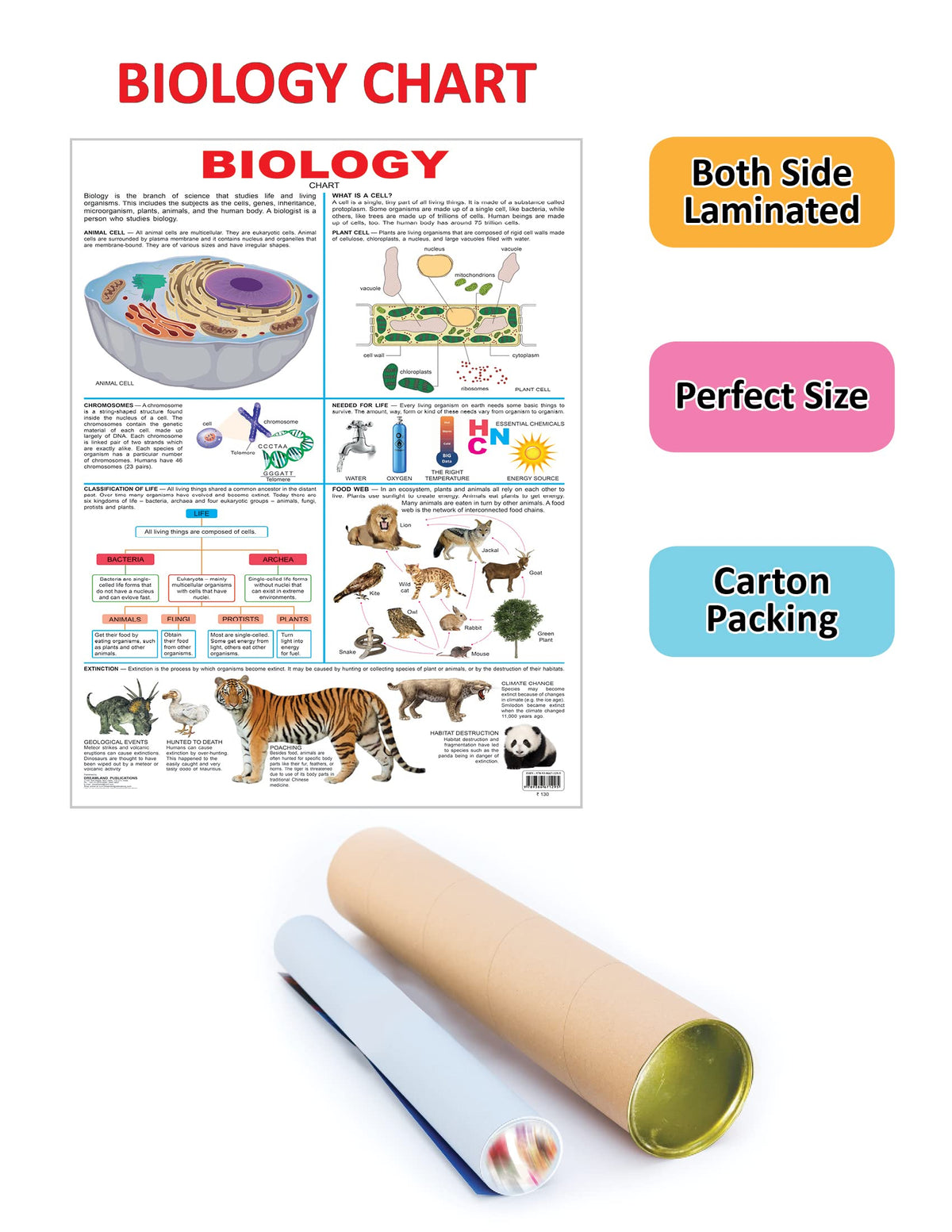 Dreamland Publications Biology : Children Reference Educational Laminated Chart | Grocsy