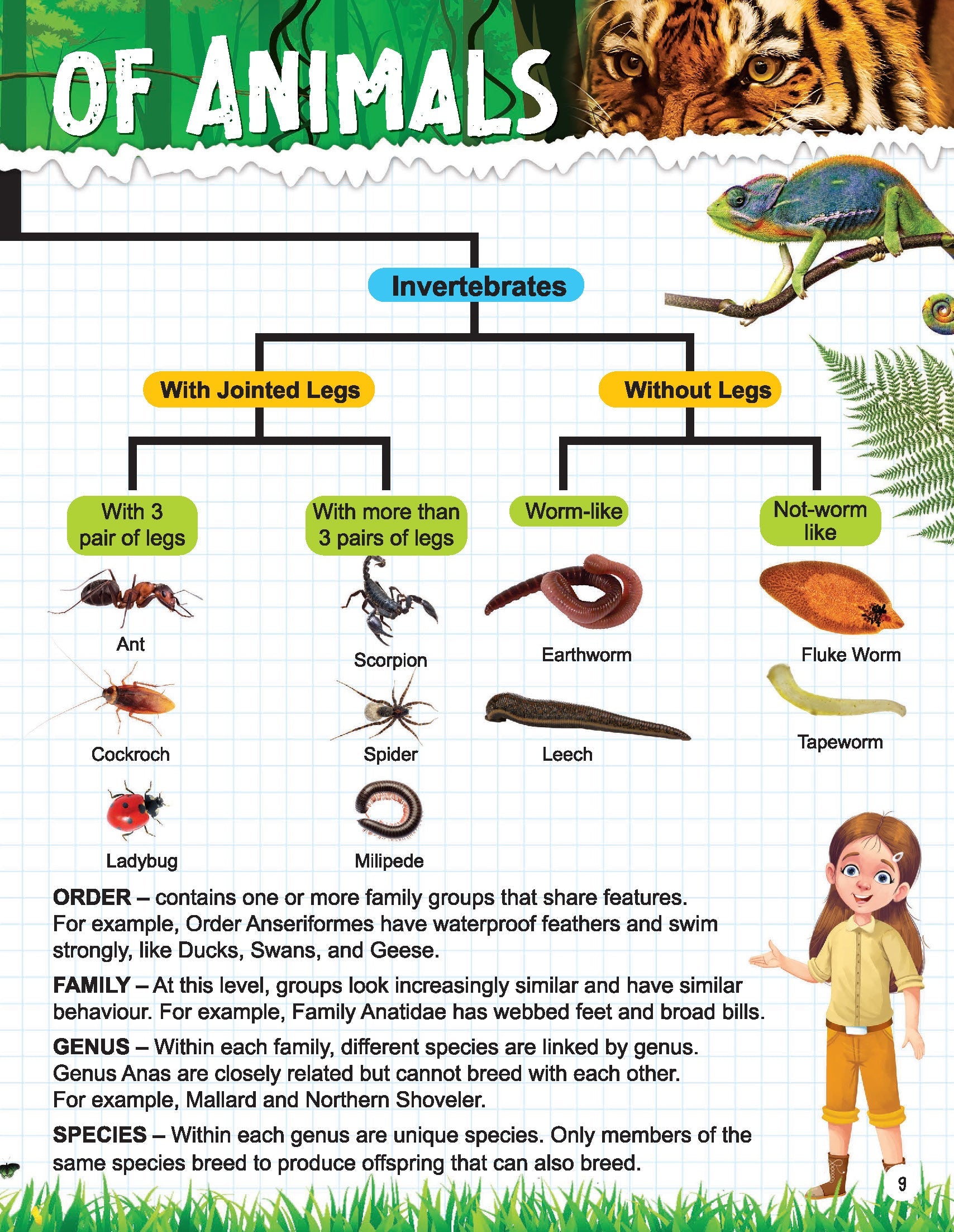 Dreamland Publications Explore Animal Kingdom Encyclopedia : Children's Reference Book | Grocsy