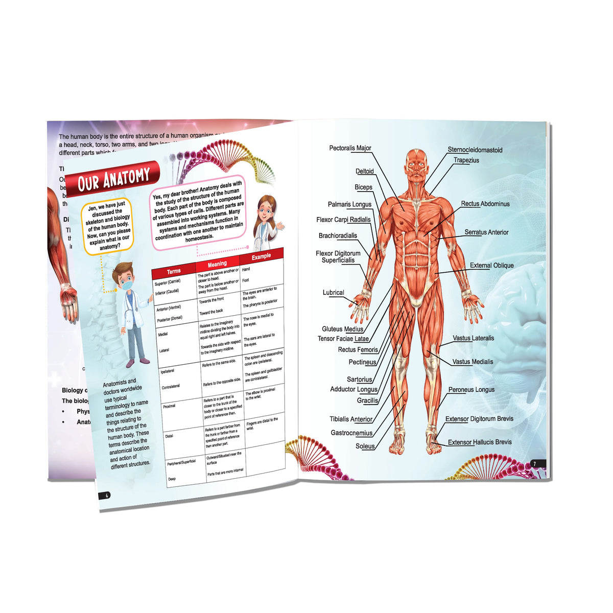 Dreamland Publications Explore Human Body Encyclopedia : Children's Reference Book | Grocsy