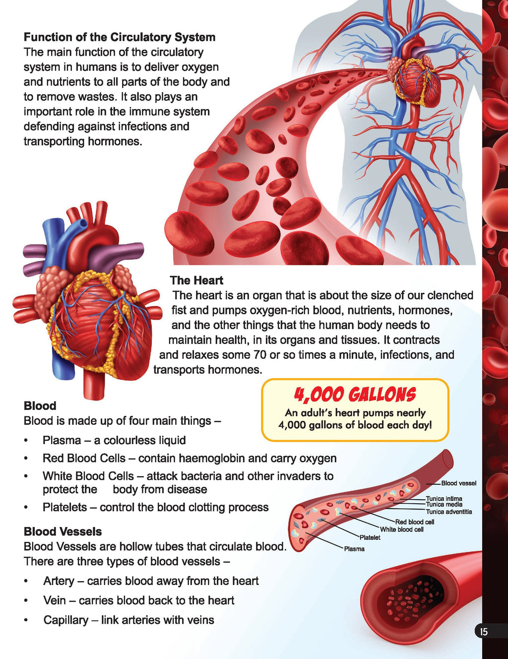 Dreamland Publications Explore Human Body Encyclopedia : Children's Reference Book | Grocsy