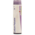 Boiron Homeopathy Ledium Palustre | Grocsy