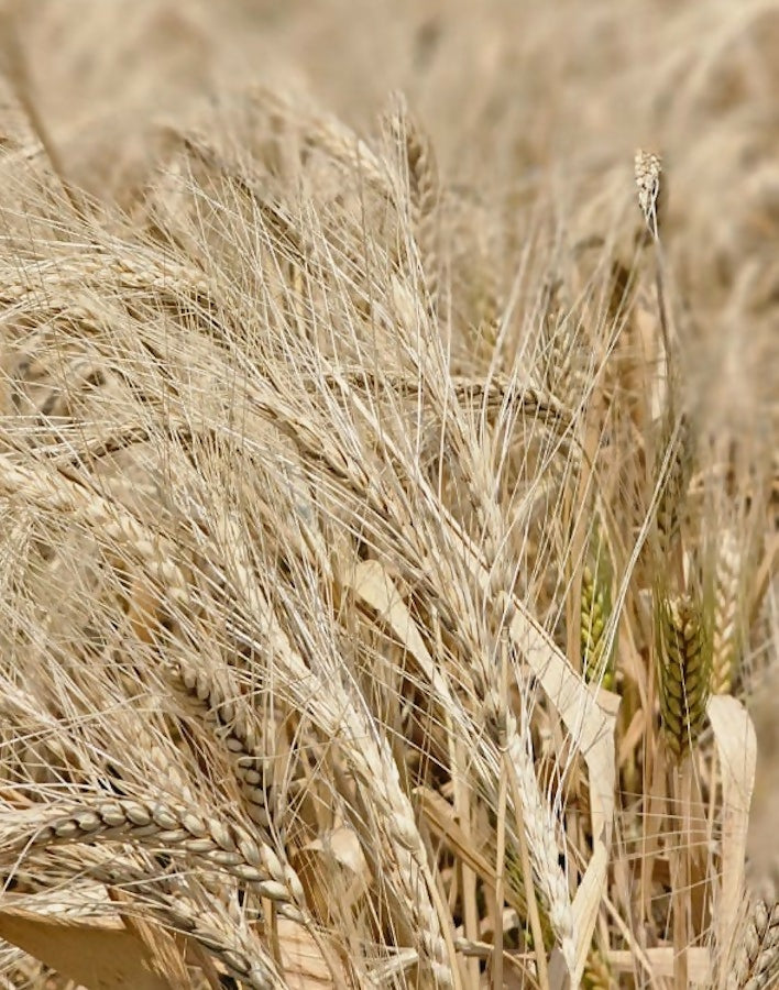 Certified_Organic_Khapli_Atta_10