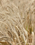 Certified_Organic_Khapli_Atta_10