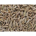 Nxtgen Ayurveda Cumin Seeds | Grocsy