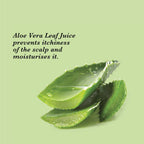 True Frog Anti Dandruff Shampoo | Grocsy