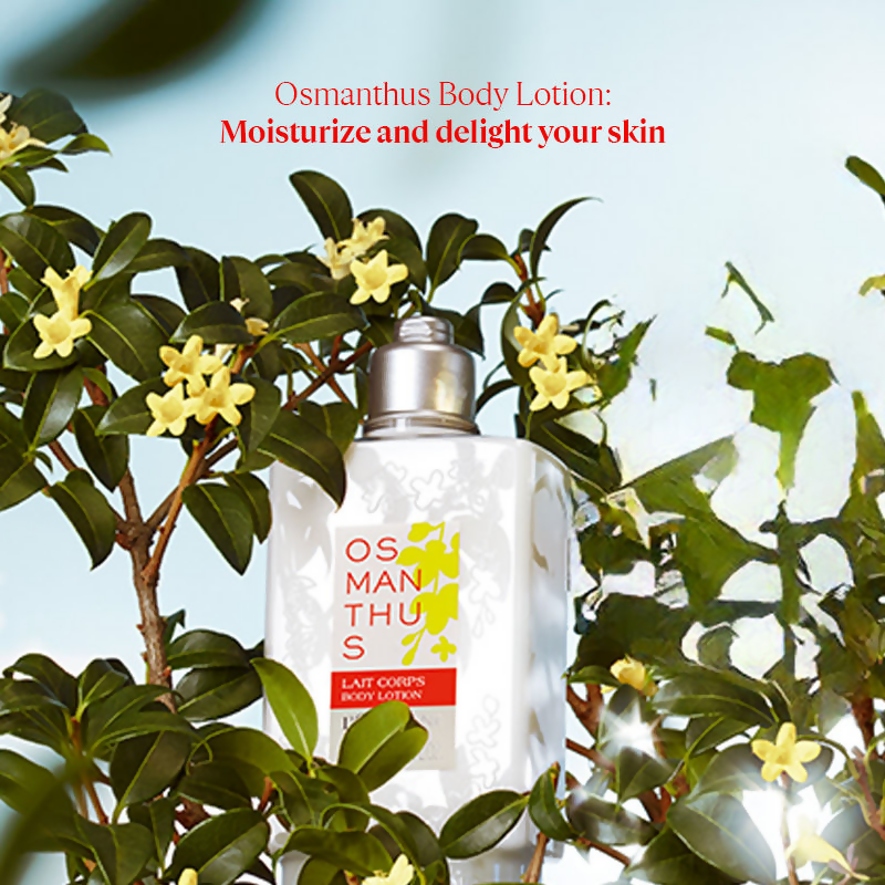 L'Occitane Osmanthus Body Lotion | Grocsy
