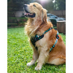 Waggety Adjustable Full Body Dog Harness - Comfortable Fit, Lightweight Polyester, Black | Grocsy
