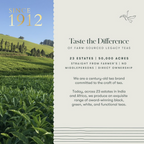 Luxmi Estates Tokyo Green Blend Green Tea | Grocsy