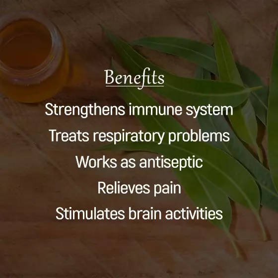 The Wellness Shop Eucalyptus Oil | Grocsy