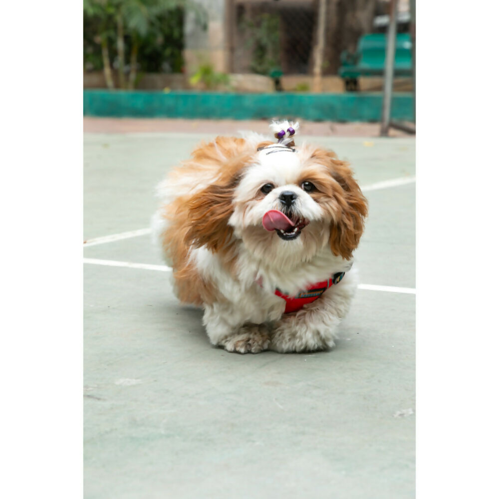 Waggety Adjustable Full Body Dog Harness - Comfortable Fit, Durable Polyester, Red | Grocsy