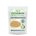 Yuvagrow Raw Wheat Grains | Grocsy