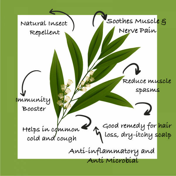 Sarva by Anadi Tea Tree Pure Essential Oil | Grocsy