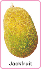 Jolly Kids Flash Card - Fruits | Grocsy