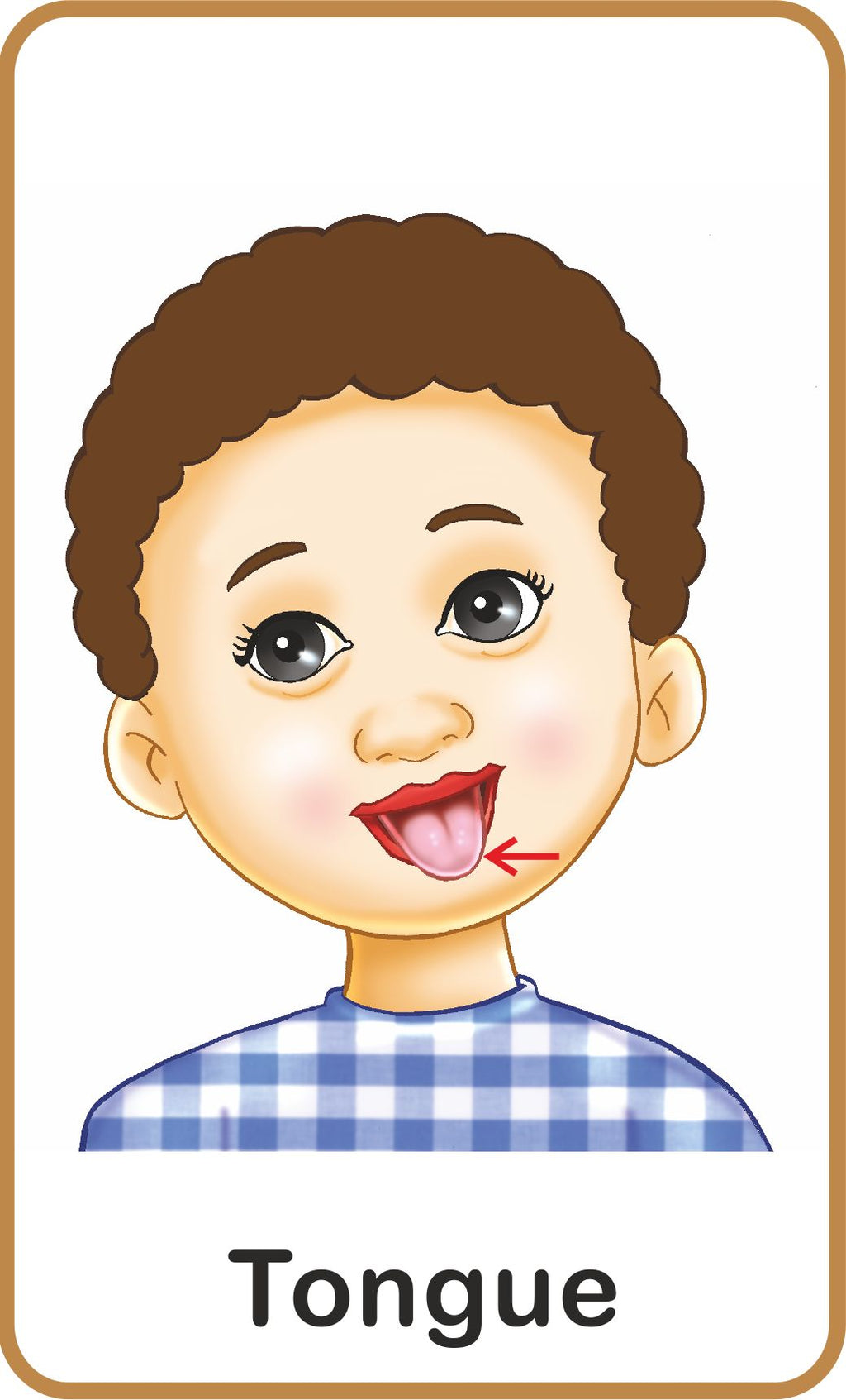 Jolly Kids Flash Card - My Body Parts | Grocsy