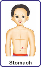 Jolly Kids Flash Card - My Body Parts | Grocsy