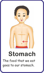 Jolly Kids Flash Card - My Body Parts | Grocsy