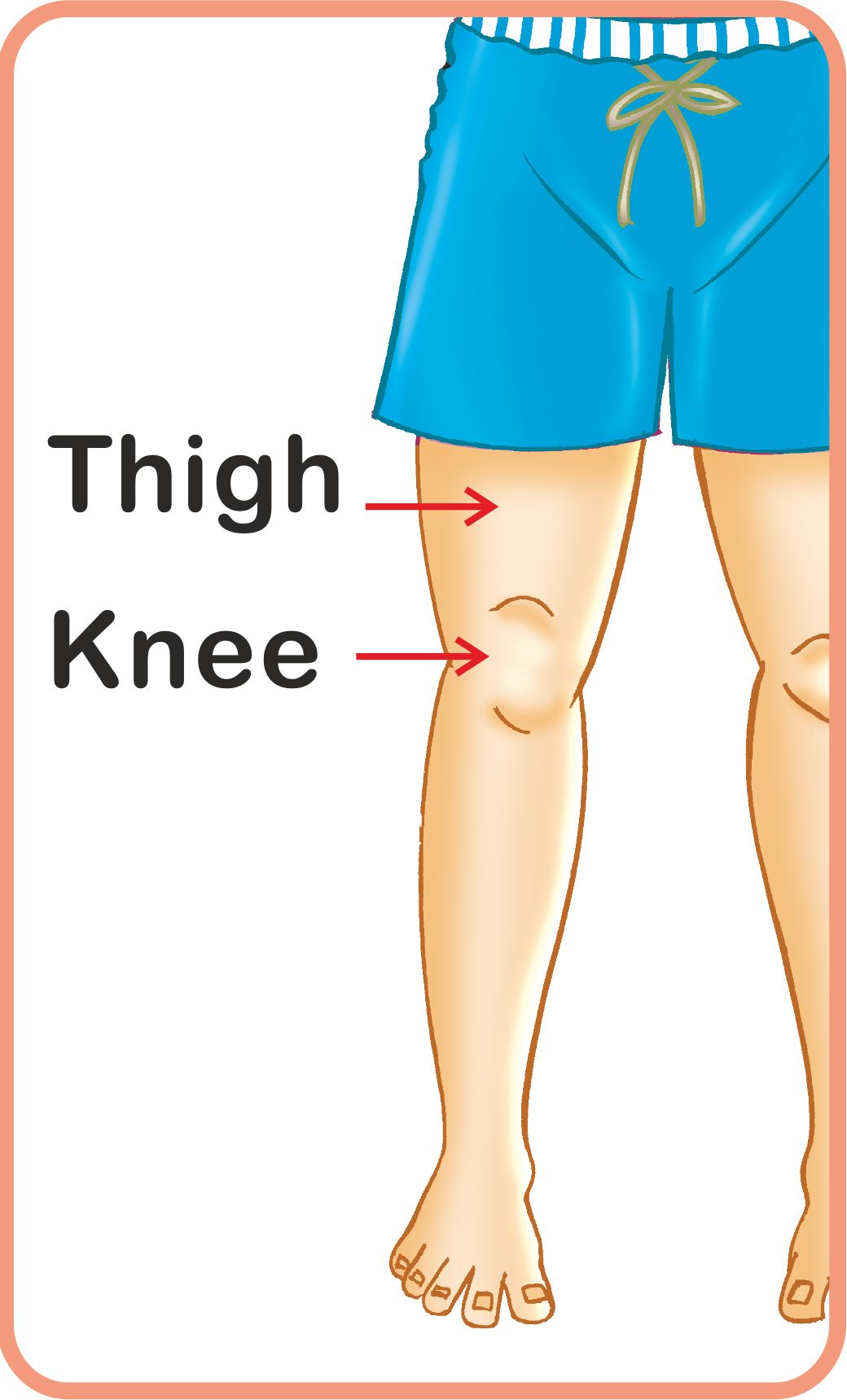 Jolly Kids Flash Card - My Body Parts | Grocsy