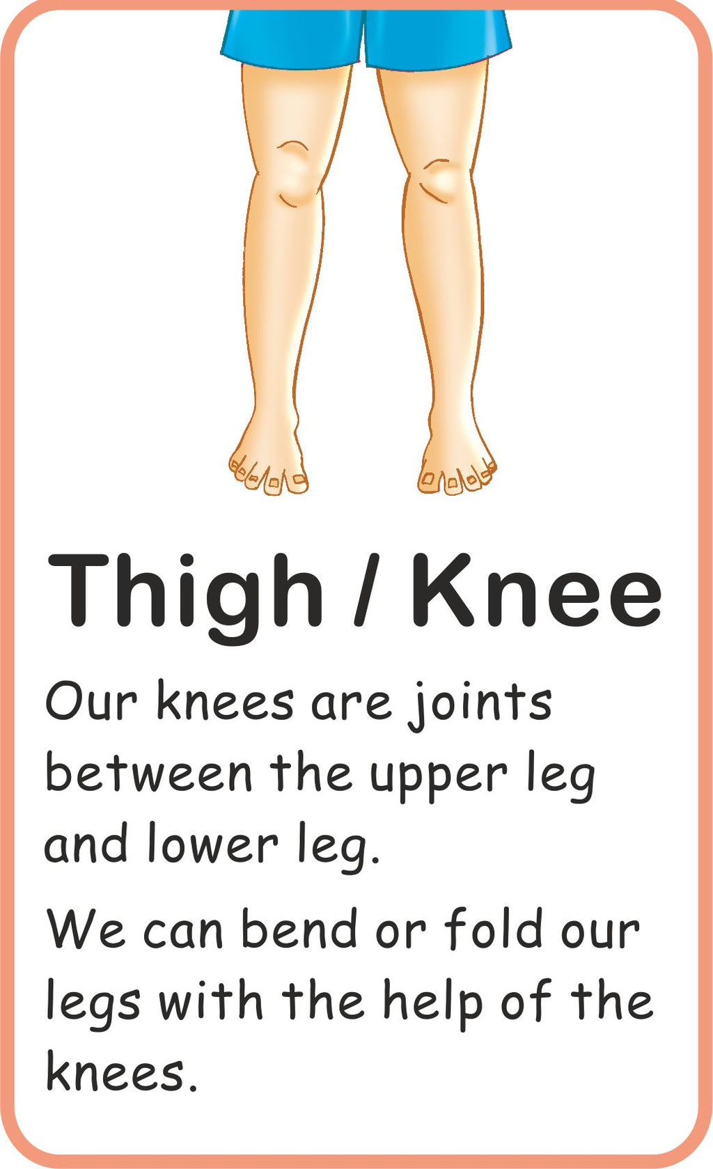 Jolly Kids Flash Card - My Body Parts | Grocsy