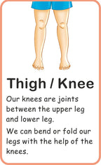 Jolly Kids Flash Card - My Body Parts | Grocsy