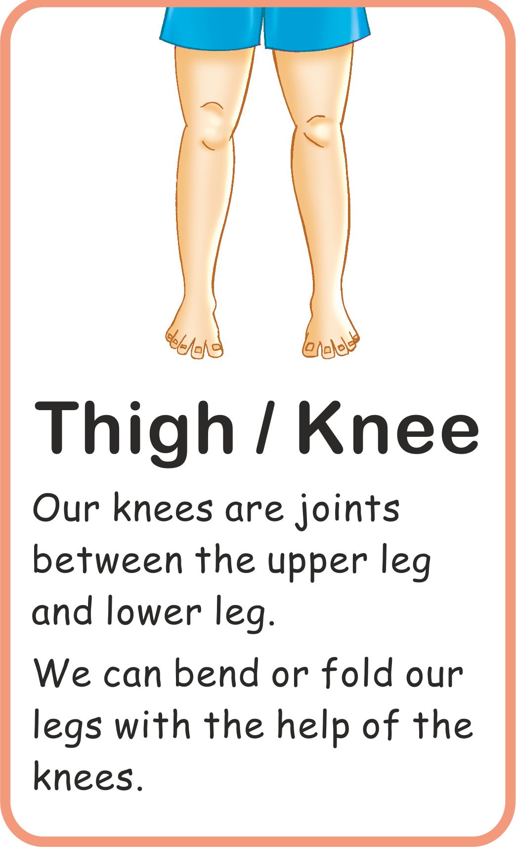 Jolly Kids Flash Card - My Body Parts | Grocsy