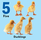 Jolly Kids Touch and Feel Board Book: 123| Picture Book for Kids Ages 1-4 Years|Number Book| Touch & Feel Activity Book | Grocsy