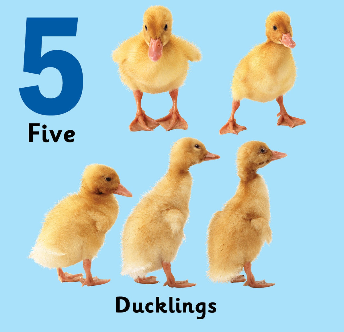 Jolly Kids Touch and Feel Board Book: 123| Picture Book for Kids Ages 1-4 Years|Number Book| Touch & Feel Activity Book | Grocsy