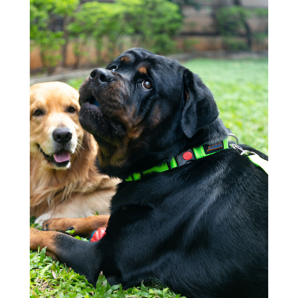 Waggety Dog Leash - Durable Green Polyester, Length - 5Ft, Comfortable Grip, Stylish Pet Leash for Dogs | Grocsy