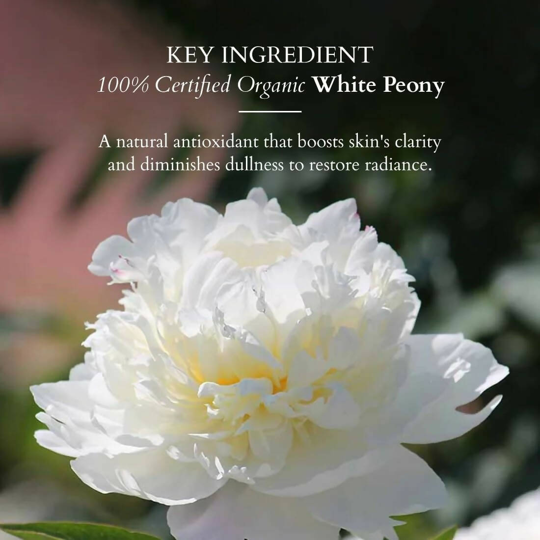 Lotus Organics+ Brightening De-Tan Scrub | Grocsy