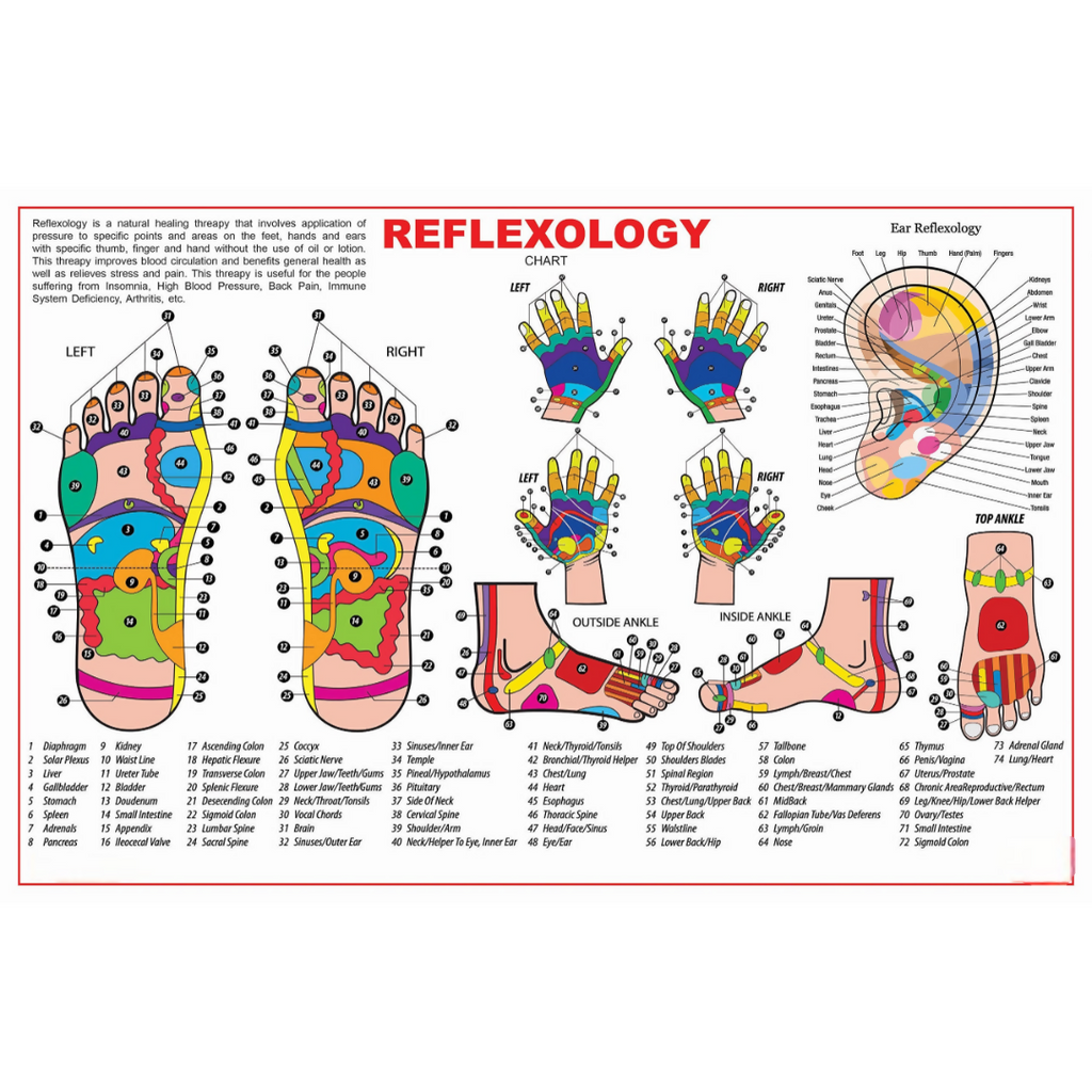 Dreamland Publications Educational Chart for Kids - Reflexology | Grocsy