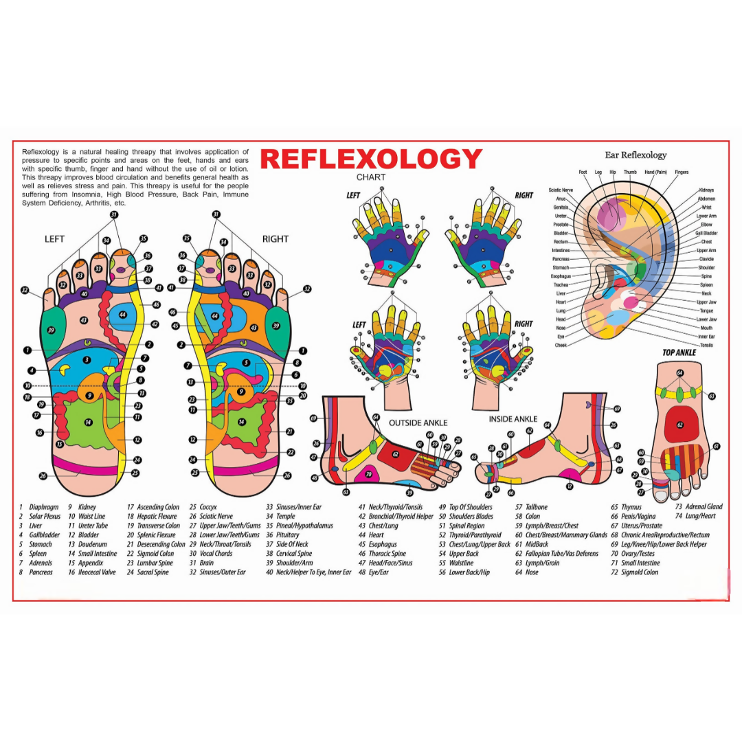 Dreamland Publications Educational Chart for Kids - Reflexology | Grocsy