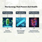 Miduty Probiotics+ Kids - Pre, Pro & Postbiotic, 6B CFU, Sunfiber, Butyrate – Gut & Immune Support | Grocsy