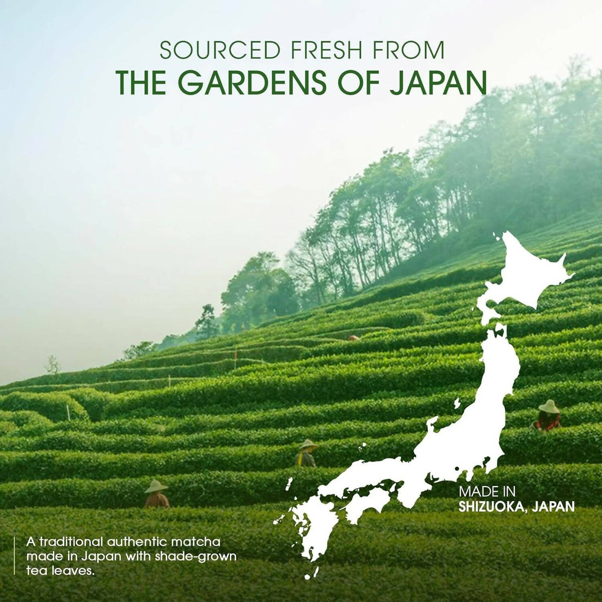 Teabox Pure Matcha Green Tea Powder | Grocsy