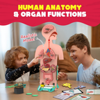 Smartivity Human Body Toy For Kids 6-12 Years Body Organs & Functions | Grocsy