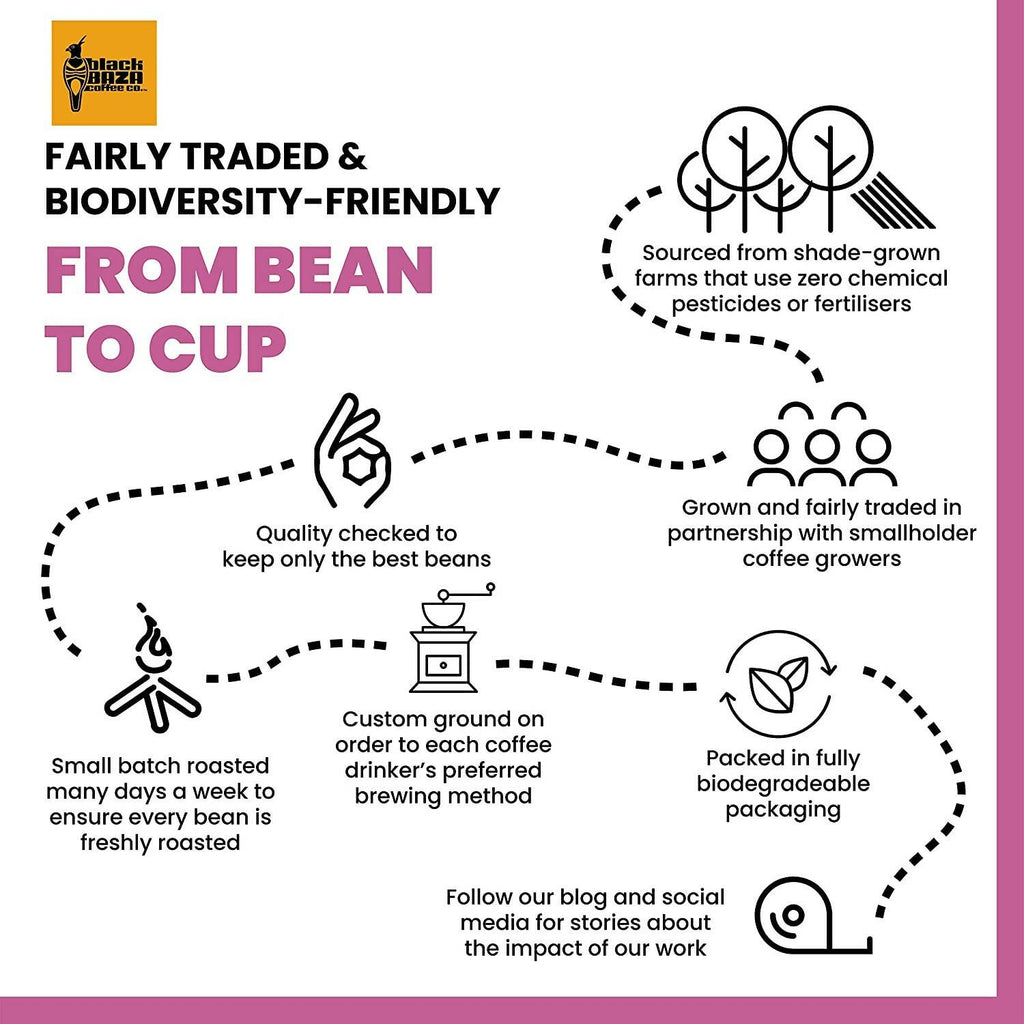 Black Baza Coffee Ficus | Grocsy
