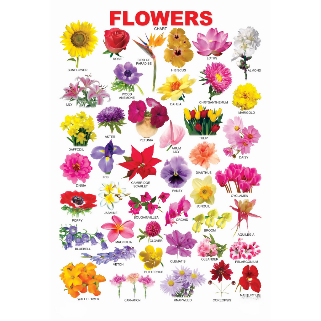 Dreamland Publications Educational Chart for Kids - Flower | Grocsy