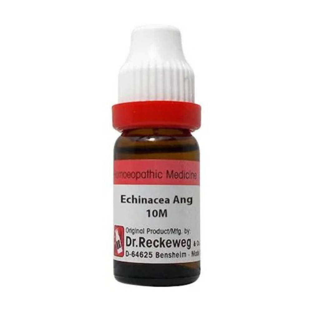 Dr. Reckeweg Echinacea Ang Dilution | Grocsy