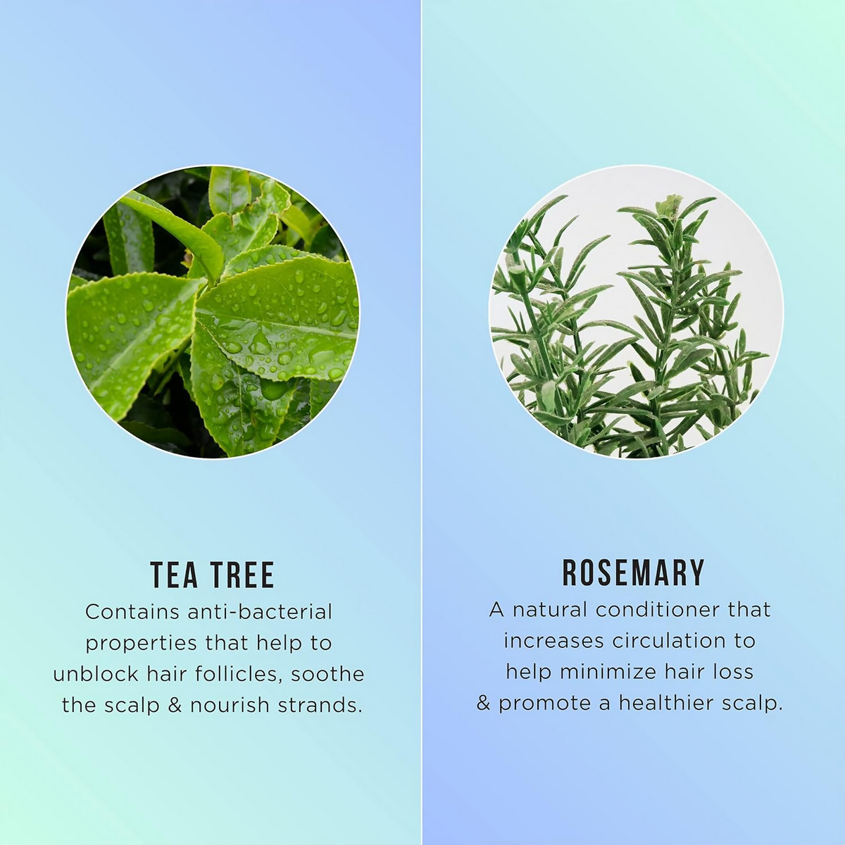 HASK Tea Tree Oil & Rosemary 5-In-1 Leave In Spray | Grocsy