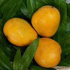 Banginapalli Mangoes / Benishan / Chappatai / Safeda / Badam Aam | Grocsy