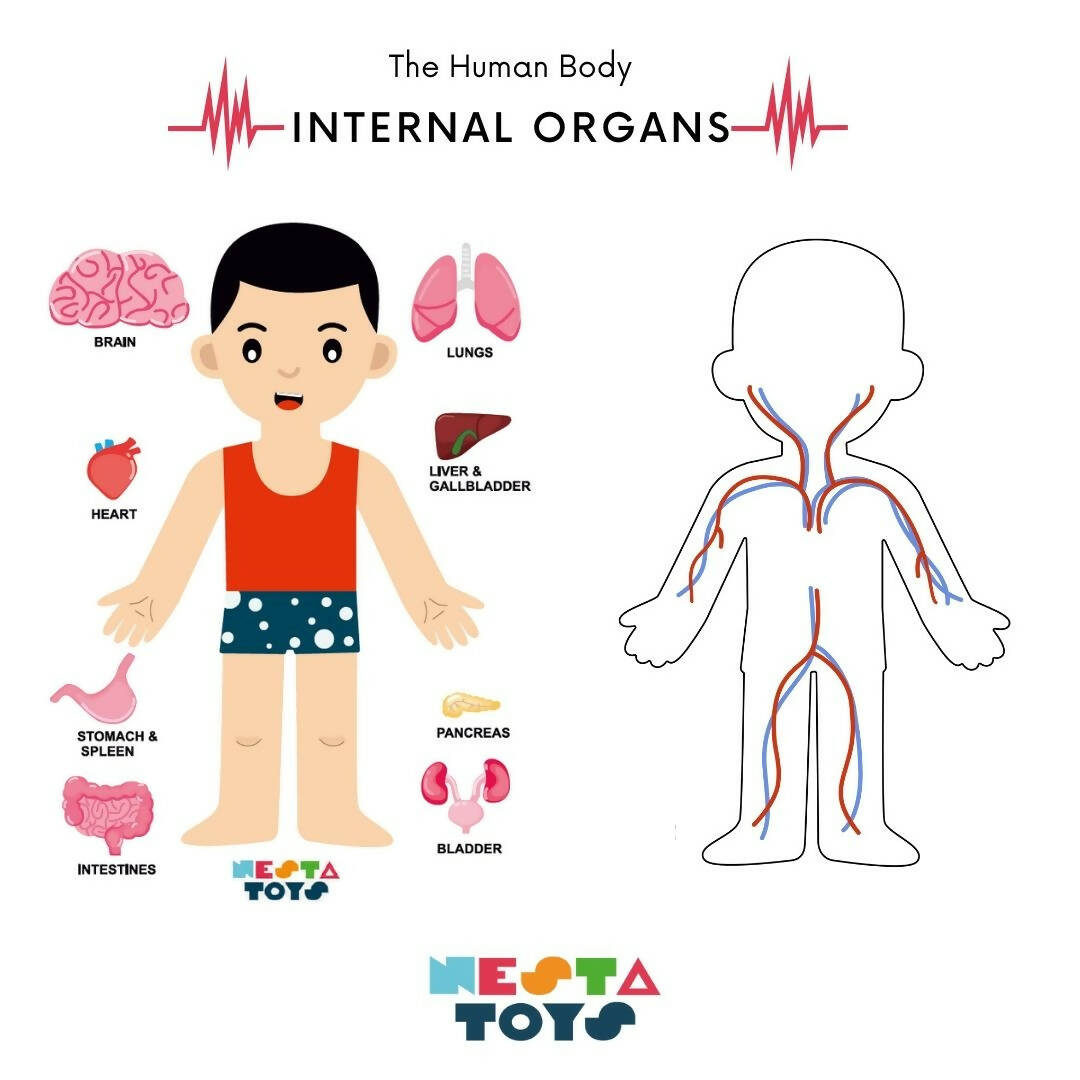 Nesta Toys Human Body | Internal Organs Wooden Puzzle | Grocsy