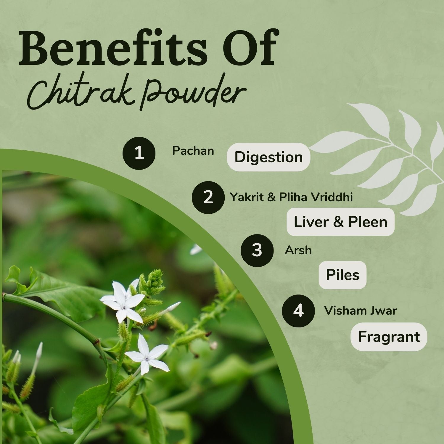 Songara Chitrak Powder | Grocsy