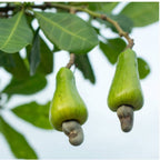Freshon Organic Cashew | Grocsy