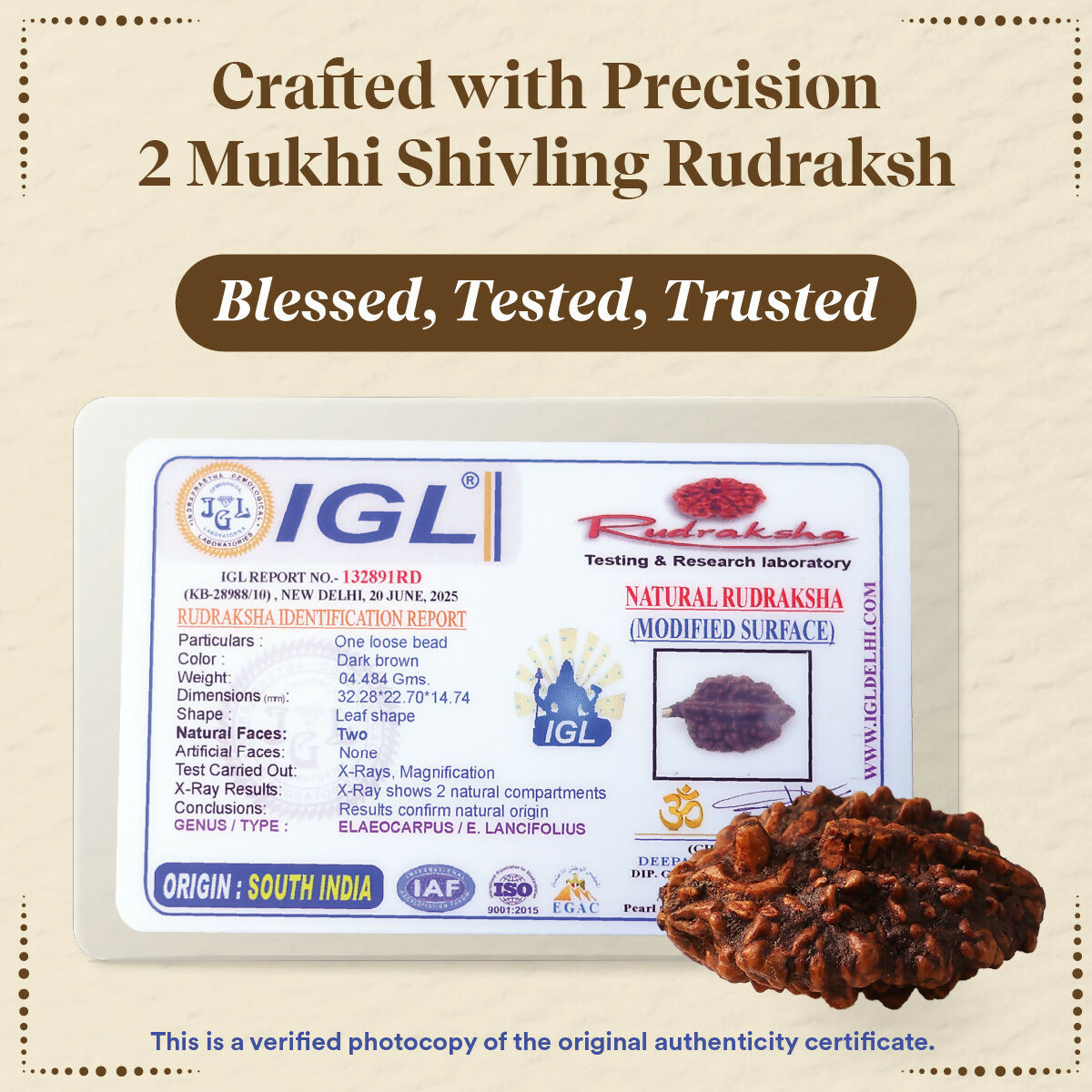 Pujashree Shivling Rudraksh – Divine Rudraksha for Lord Shiva Blessings, Spiritual Growth & Protection | Grocsy