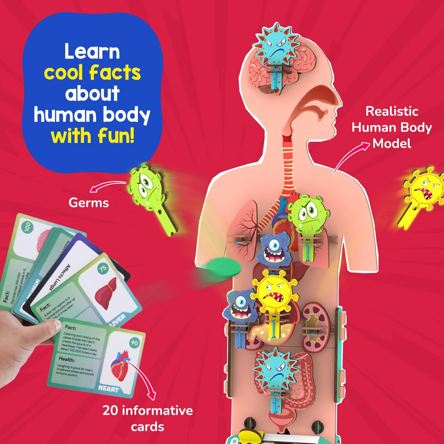Smartivity Human Body Toy For Kids 6-12 Years Body Organs & Functions | Grocsy