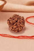 Pujashree Panchmukhi Rudraksh Single Bead – Sacred Five Mukhi Rudraksha for Protection & Peace | Grocsy