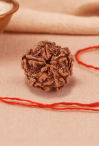 Pujashree Panchmukhi Rudraksh Single Bead – Sacred Five Mukhi Rudraksha for Protection & Peace | Grocsy