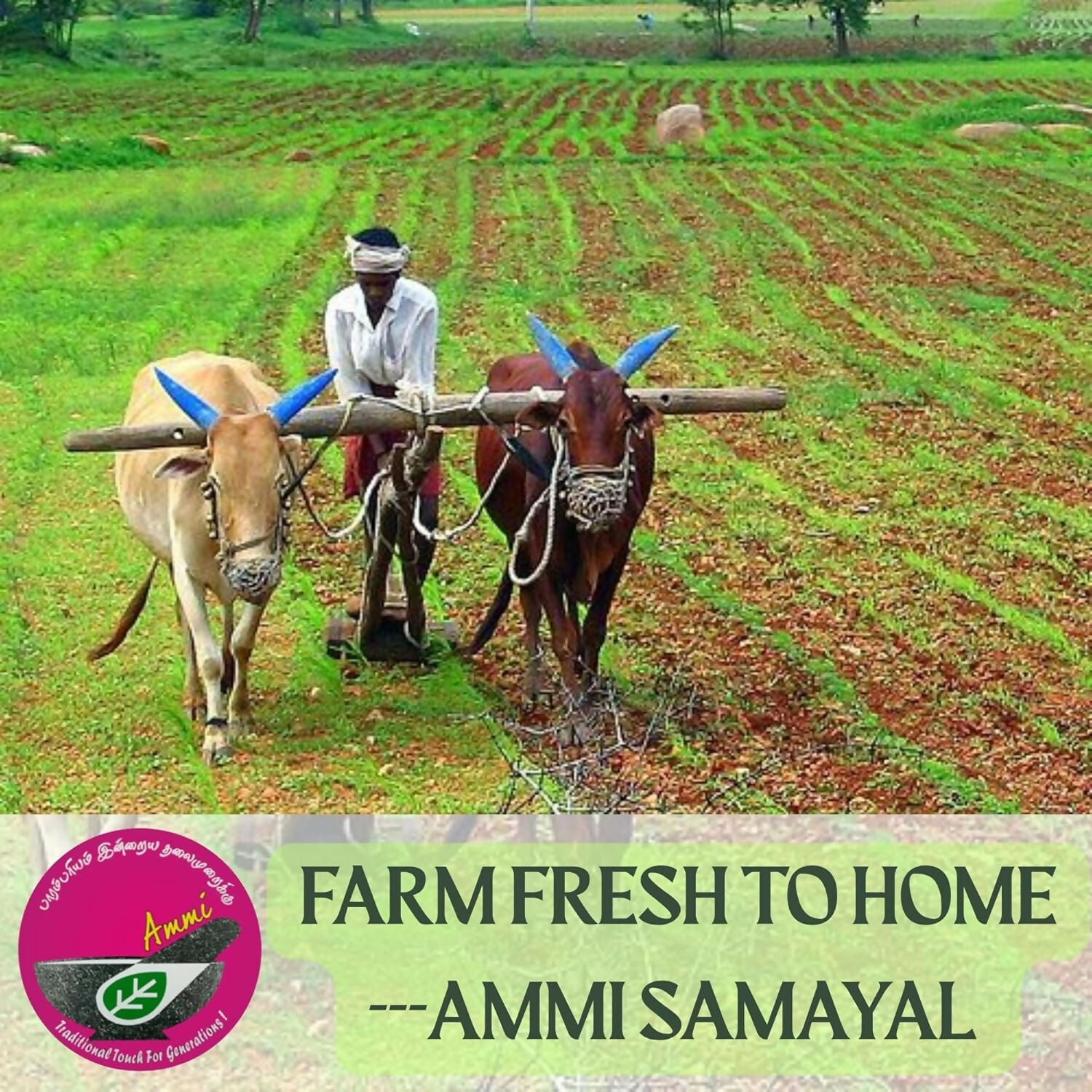 Ammi Samayal Unrefined Castor Oil | Grocsy