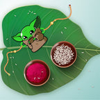 Indianvibez Yoda Wooden Rakhi with Rudraksha, Star Wars Rakhi for Bro, Shop India - Kids Rakhi | Grocsy