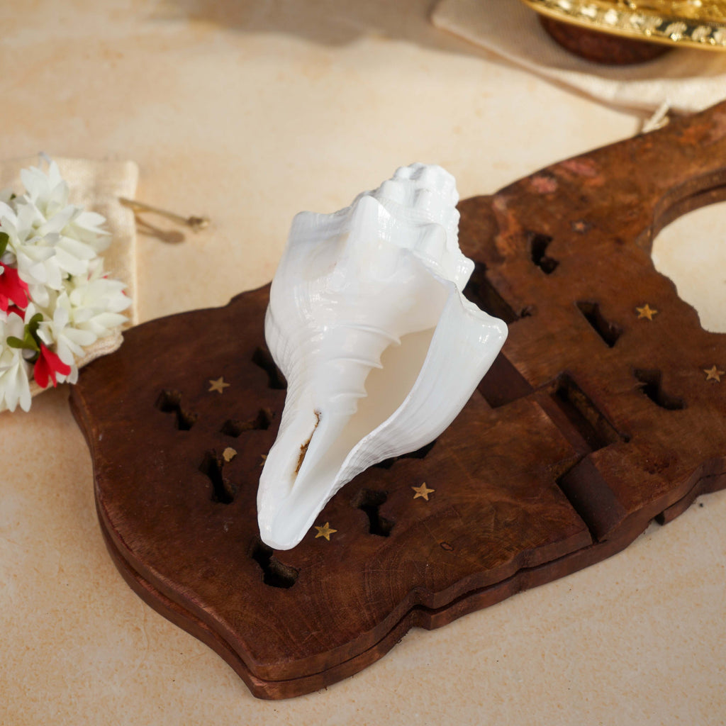 Sri Rudra Blowing Shank Big (SR 03095) | Grocsy